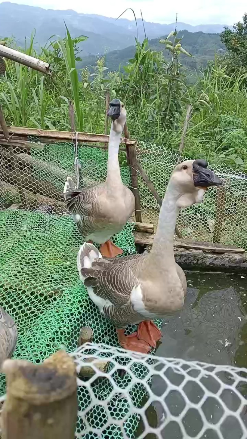 纯种狮头鹅