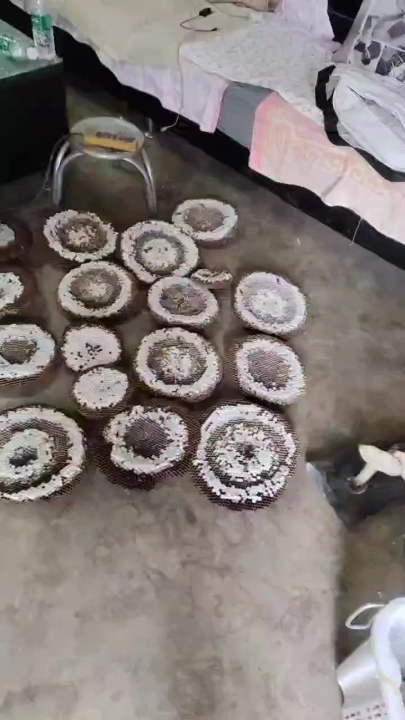 马蜂蜂蛹