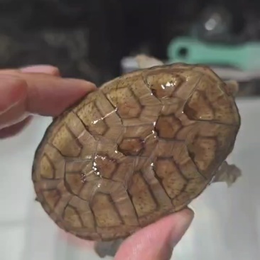 窄桥蛋龟，背甲7厘米左右
