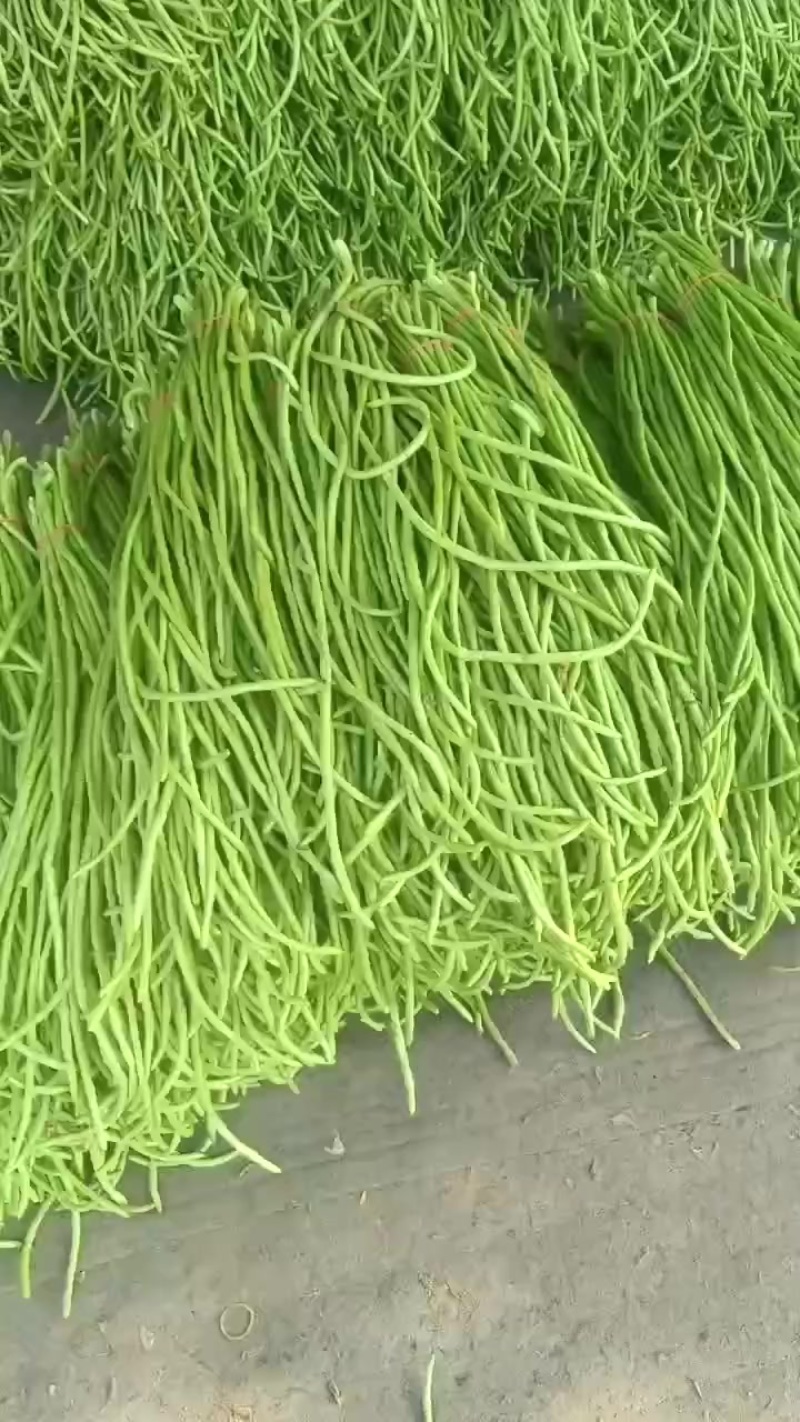 精品豆角