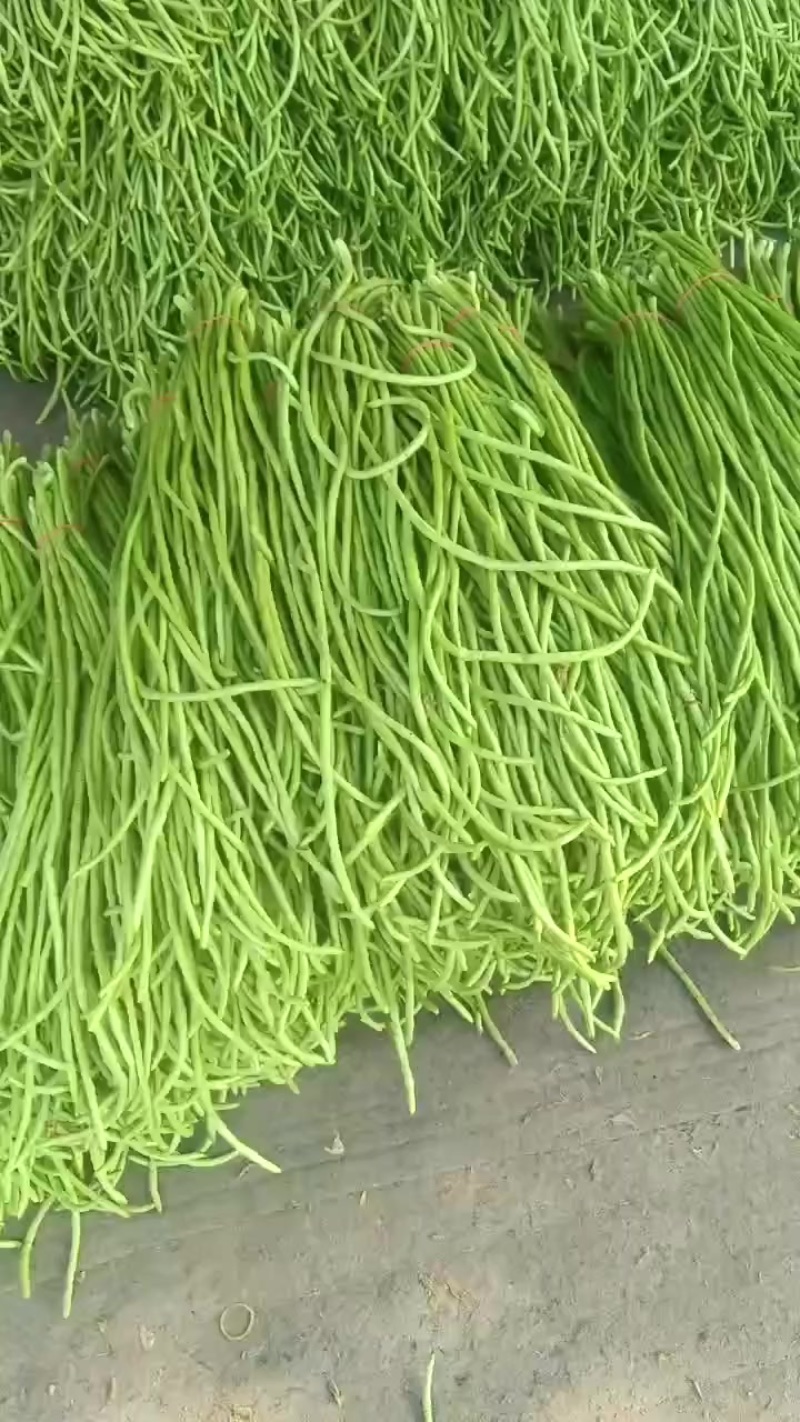 精品豆角