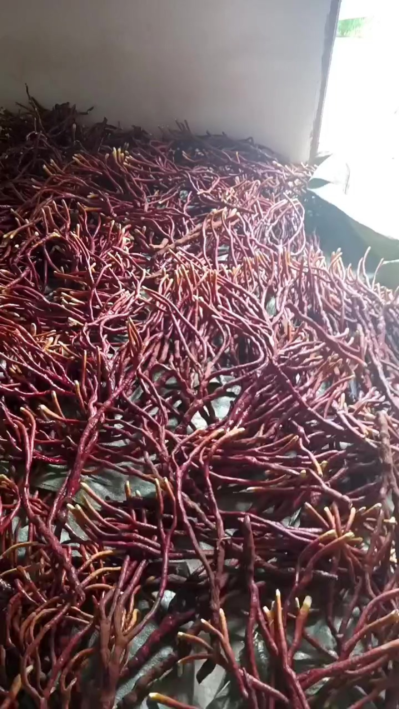 鹿角灵芝