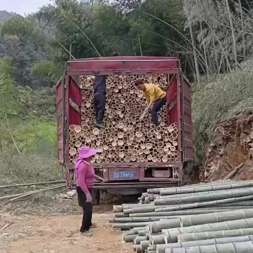 大量毛竹找有诚意的厂家合作
