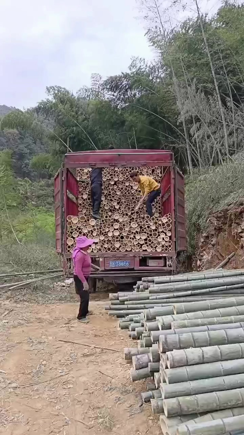 大量毛竹找有诚意的厂家合作