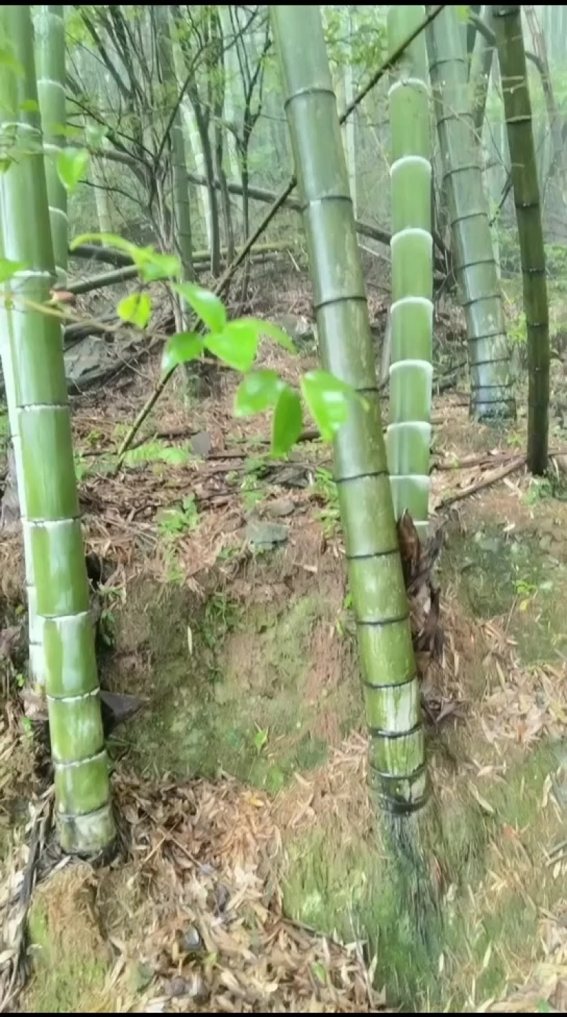 大量毛竹找有诚意的厂家合作