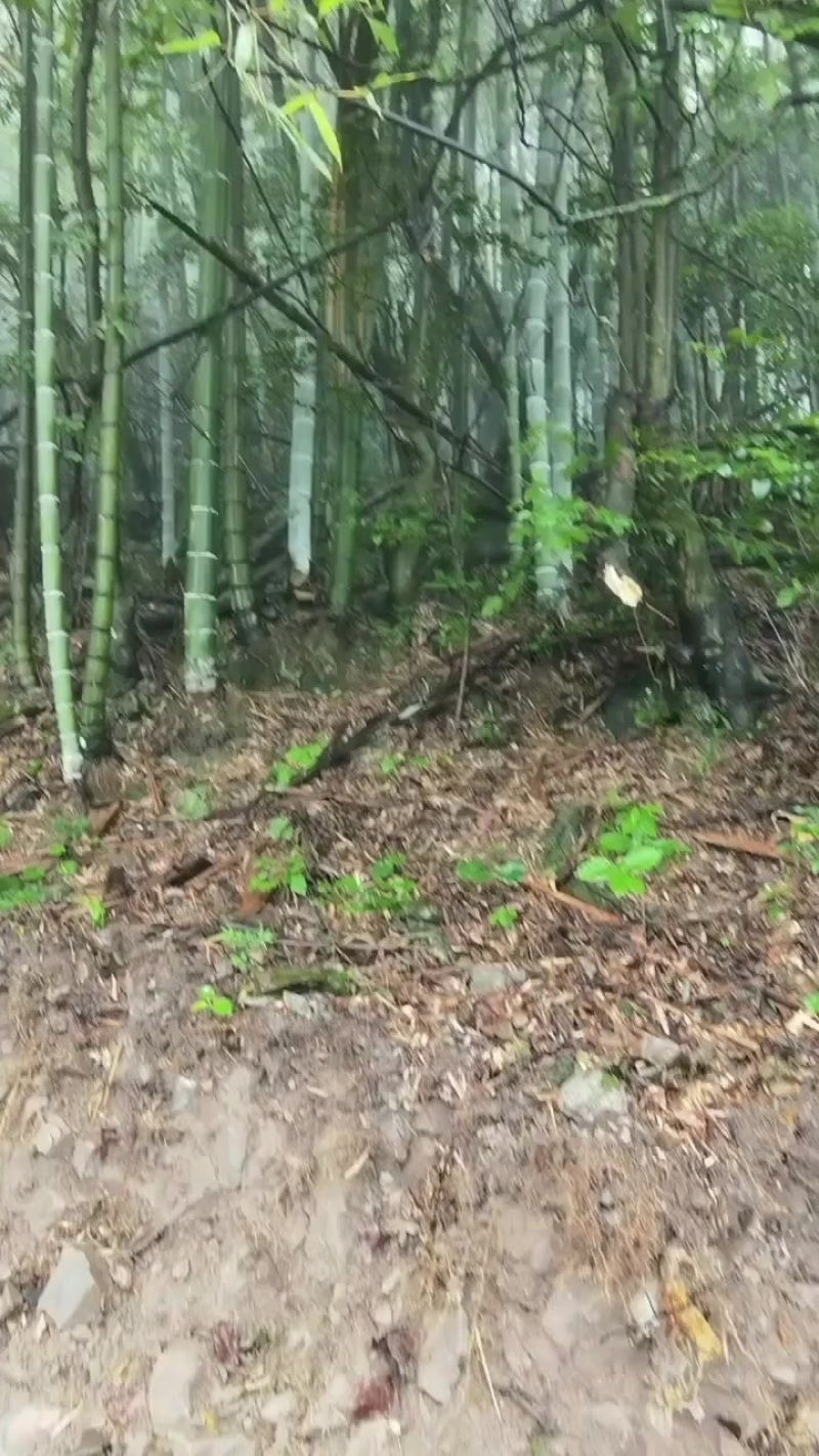 大量毛竹找有诚意的厂家合作