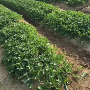 长丰红颜草莓