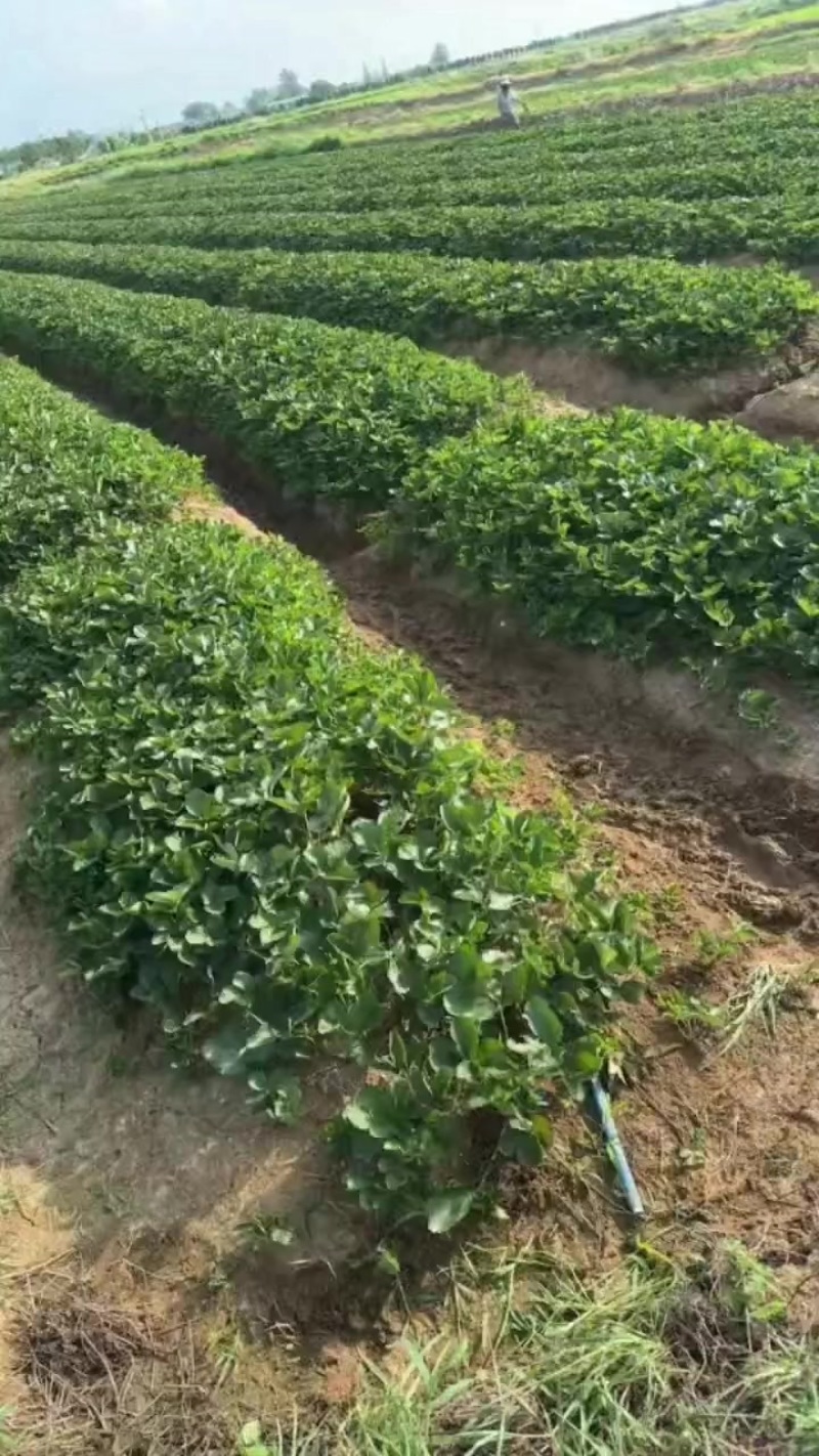 长丰红颜草莓