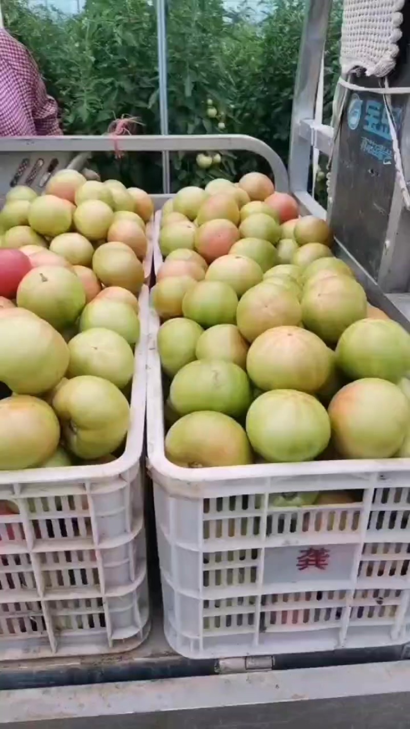 西红柿
