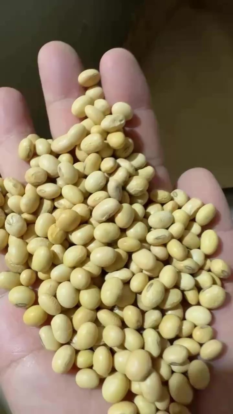 江苏大豆
