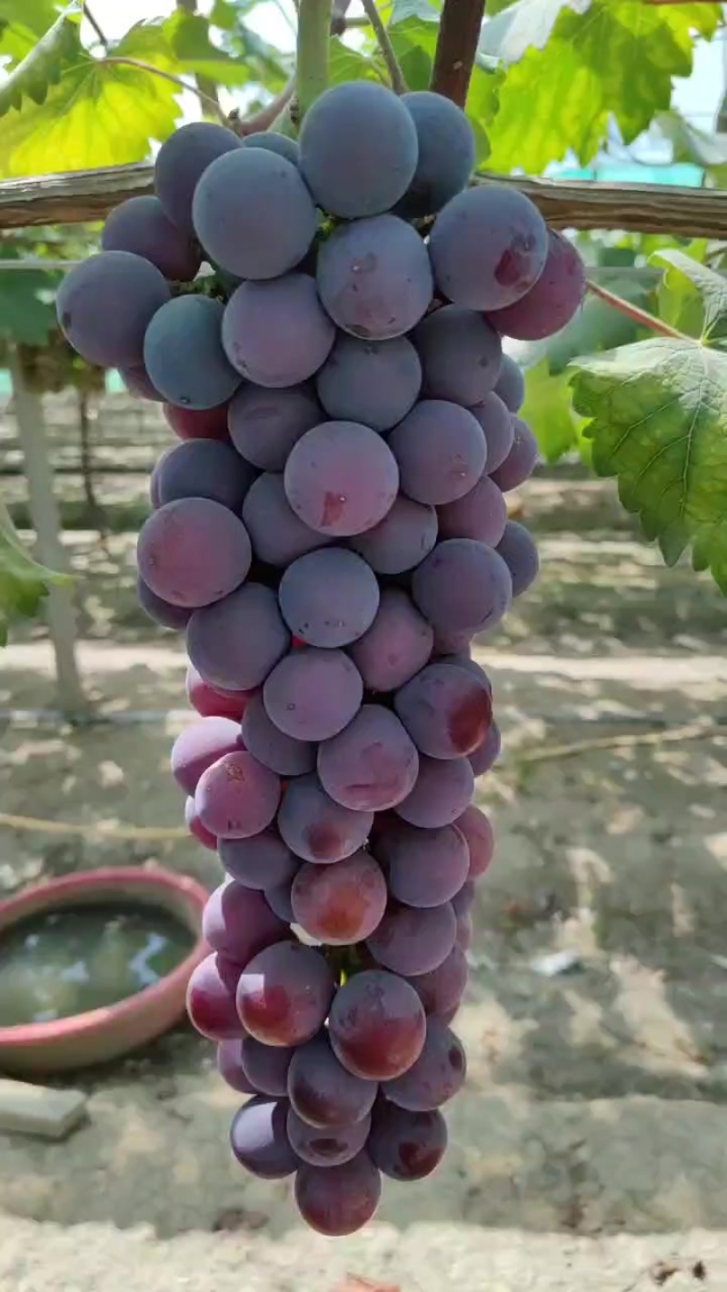夏黑葡萄