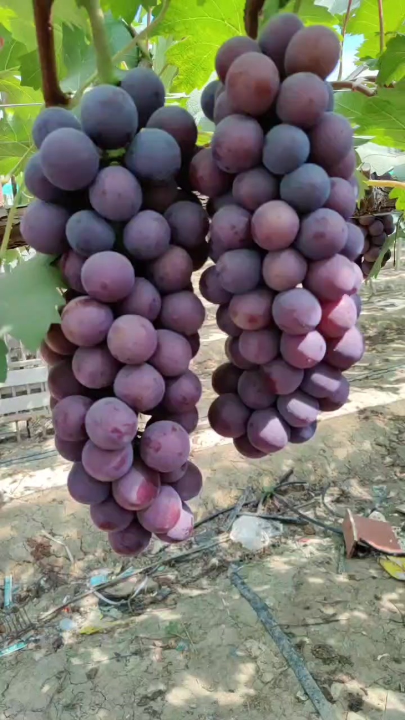 夏黑葡萄