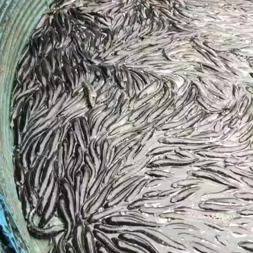 黑鱼