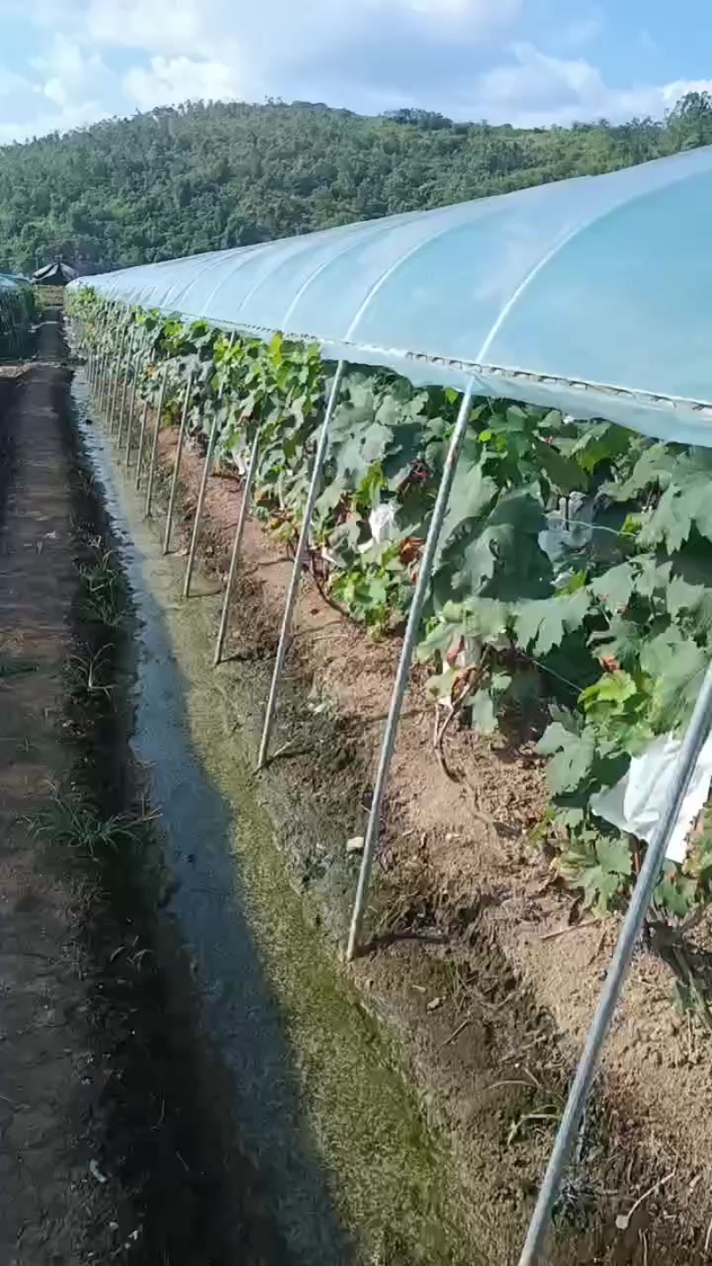 巨峰葡萄