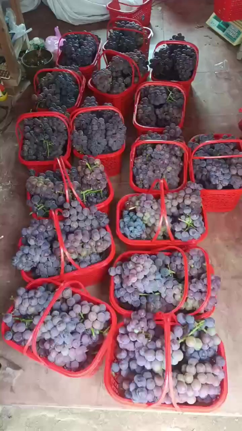 巨峰葡萄