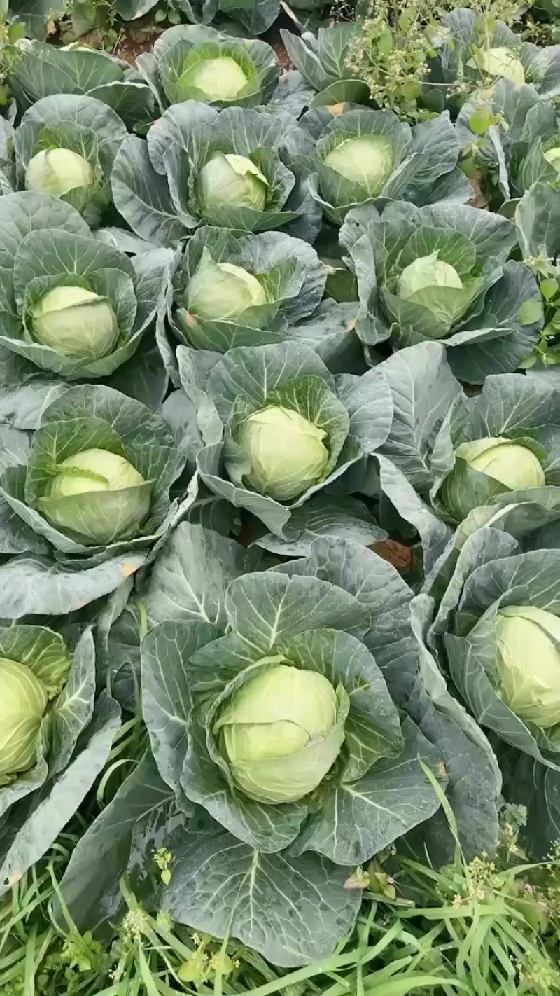 甘蓝