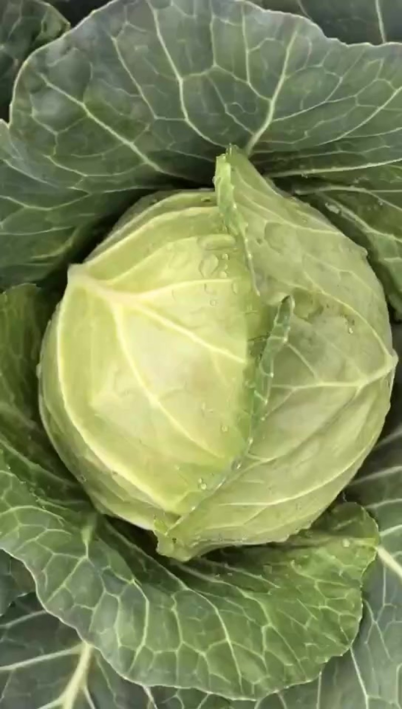 甘蓝