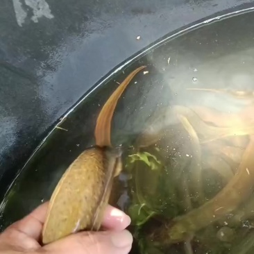 黄鳝