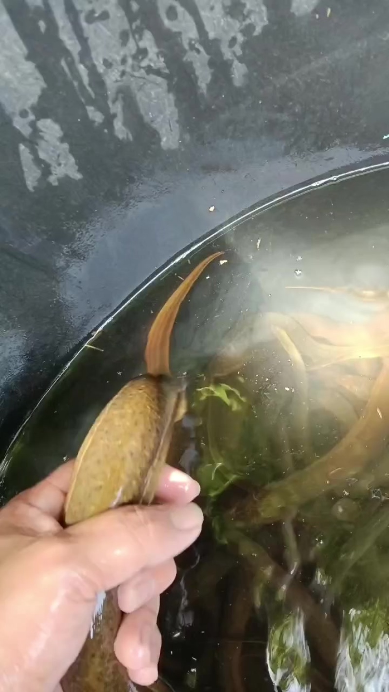 黄鳝