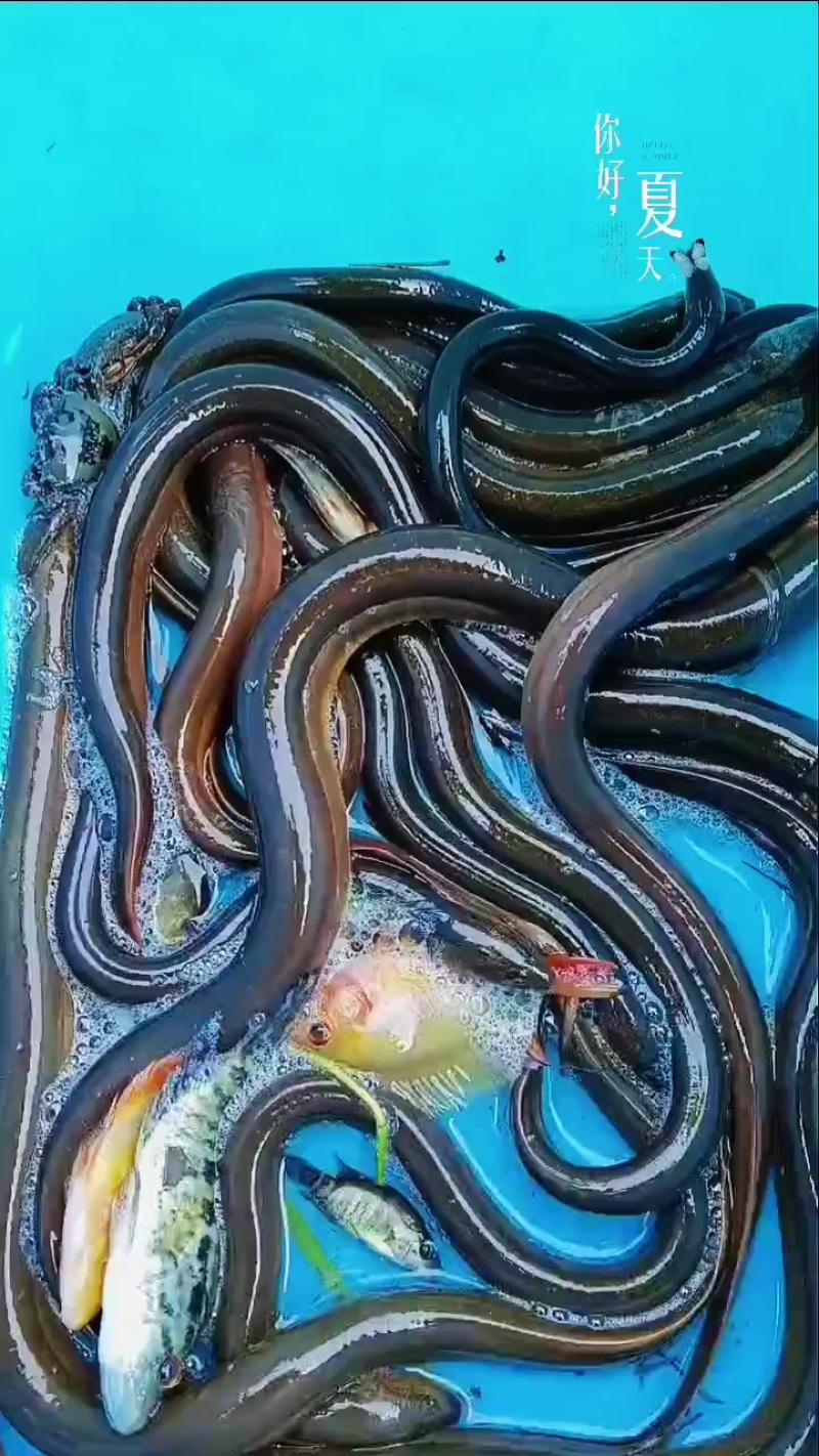 黄鳝
