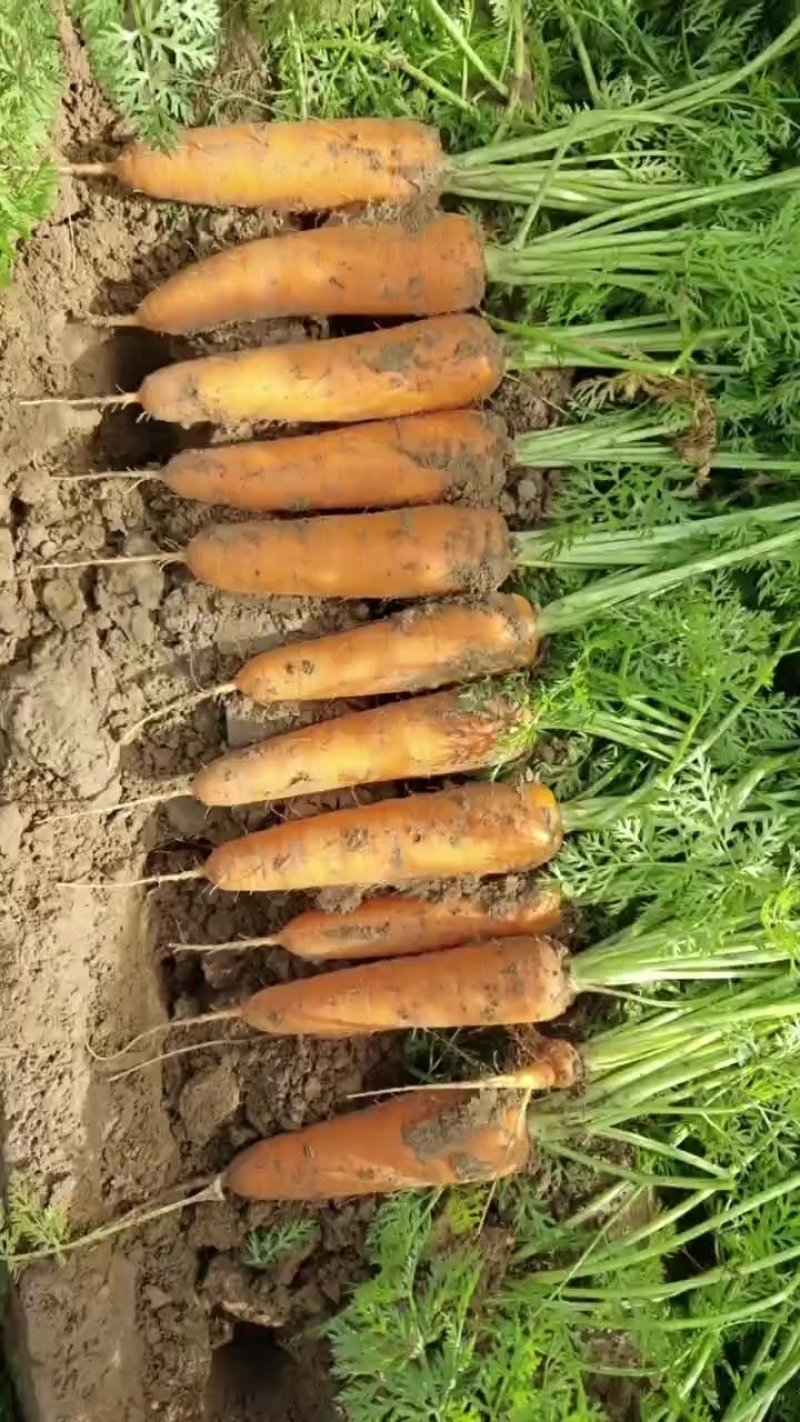 胡萝卜