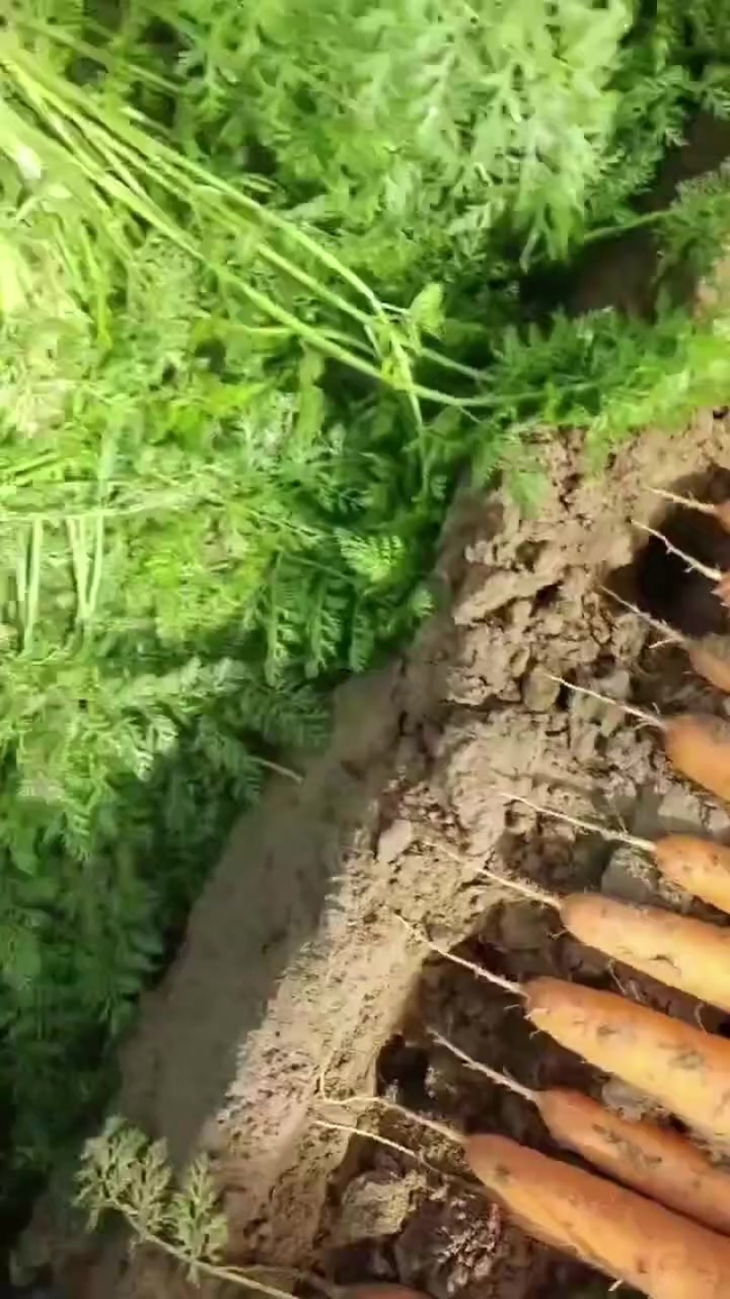 胡萝卜