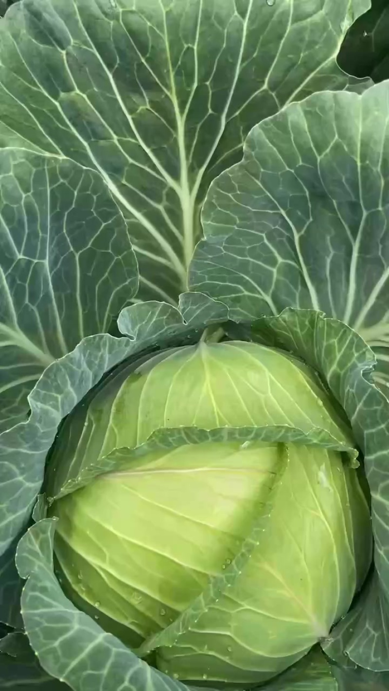 甘蓝奥奇娜