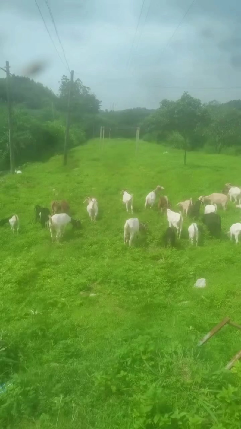 自家散养非饲料喂养的山羊，仅广西南宁自提，售卖整只