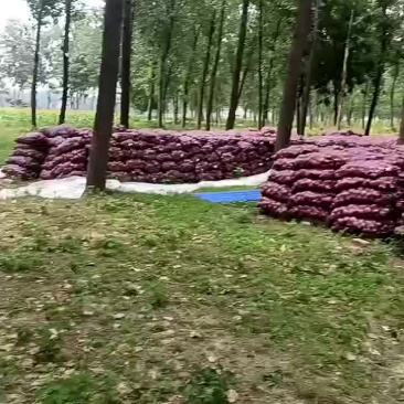 洋葱