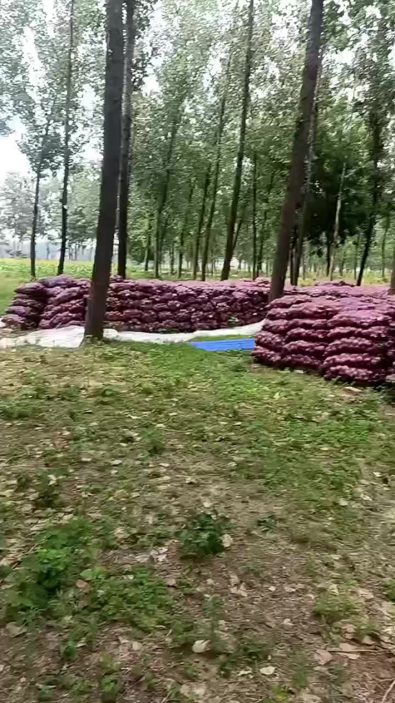 洋葱