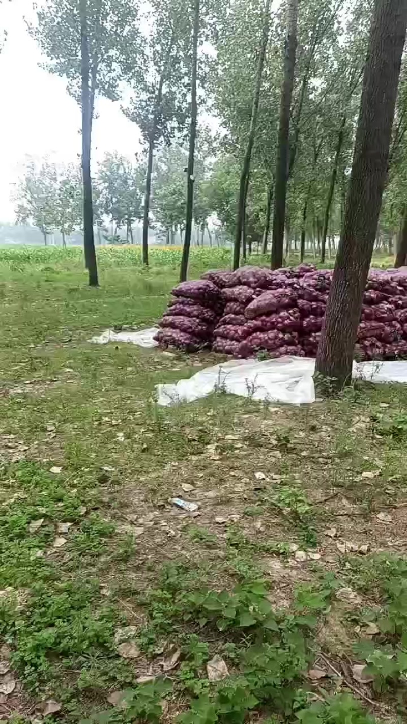 洋葱