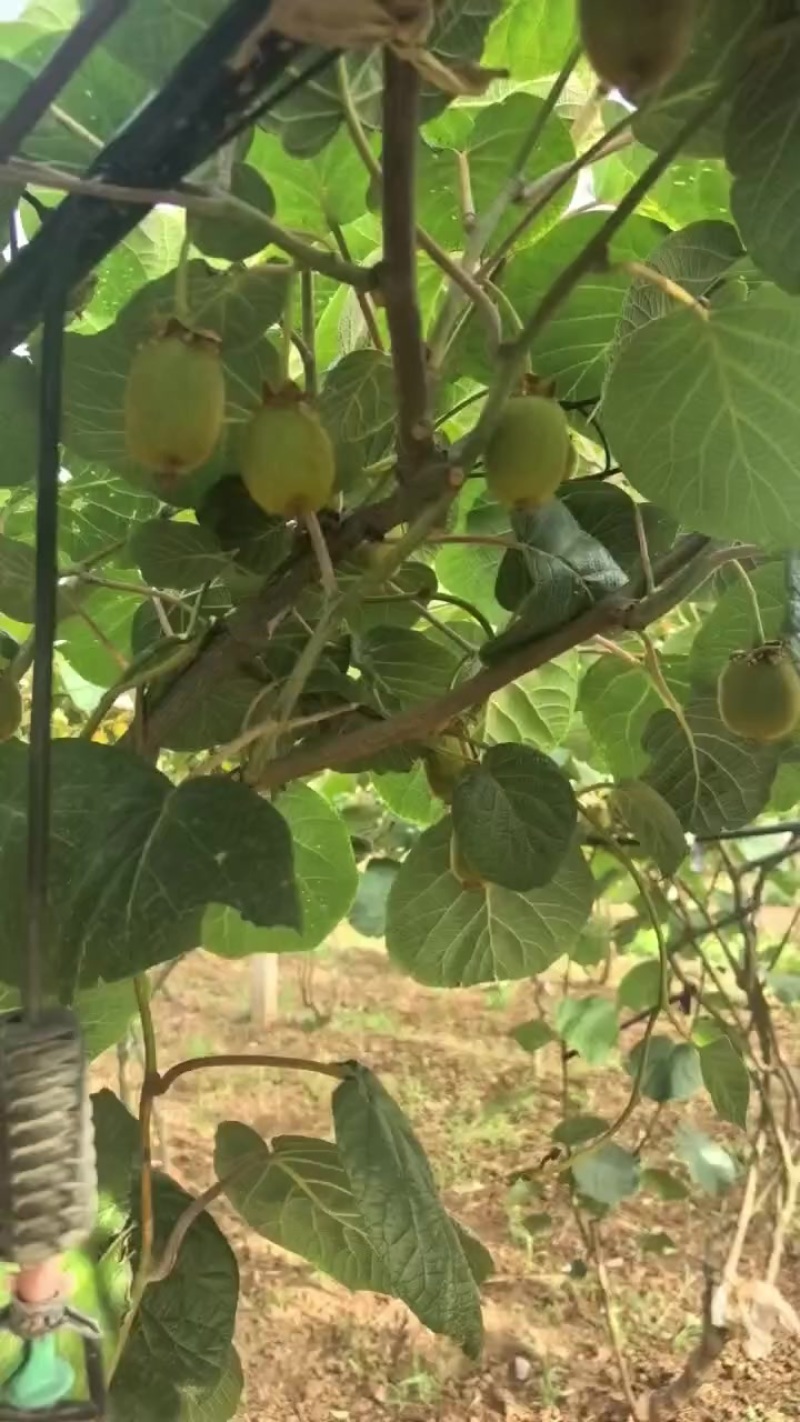周至猕猴桃专业供应链