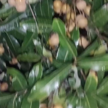 龙眼