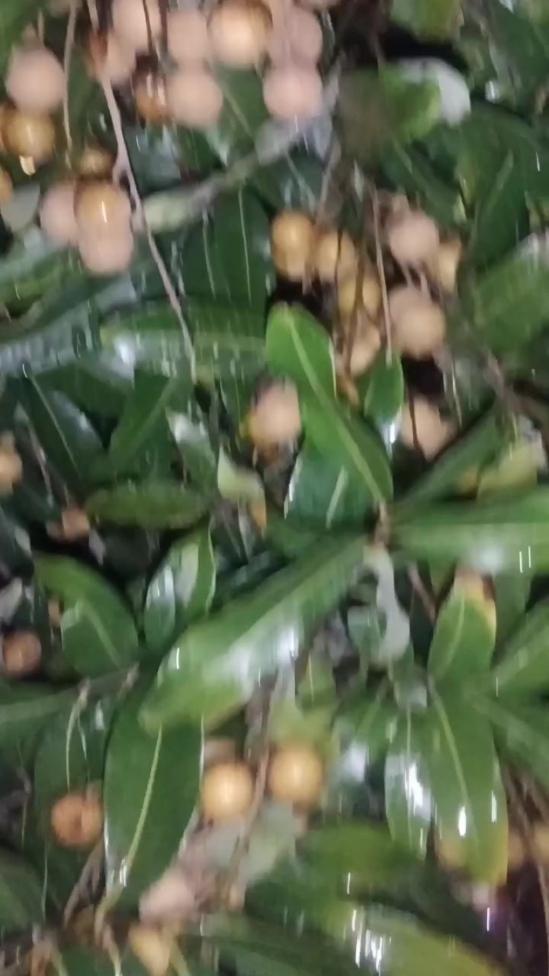 龙眼