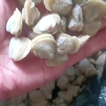 河蚬子