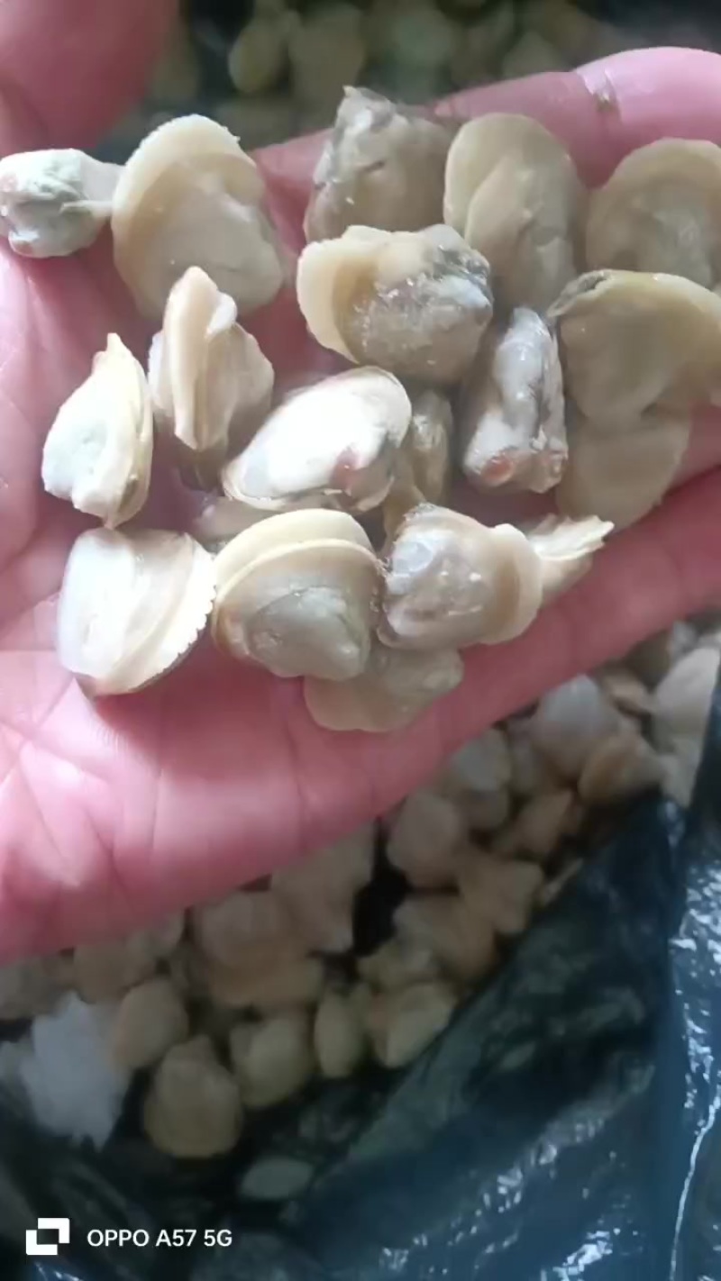 河蚬子