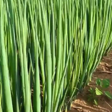 小葱