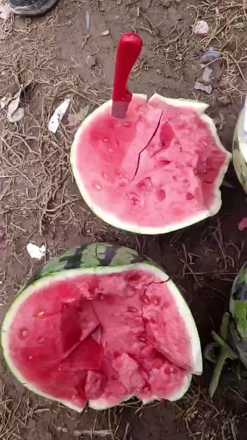 甘肃产区