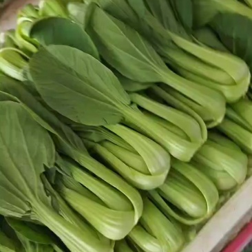 精品油菜