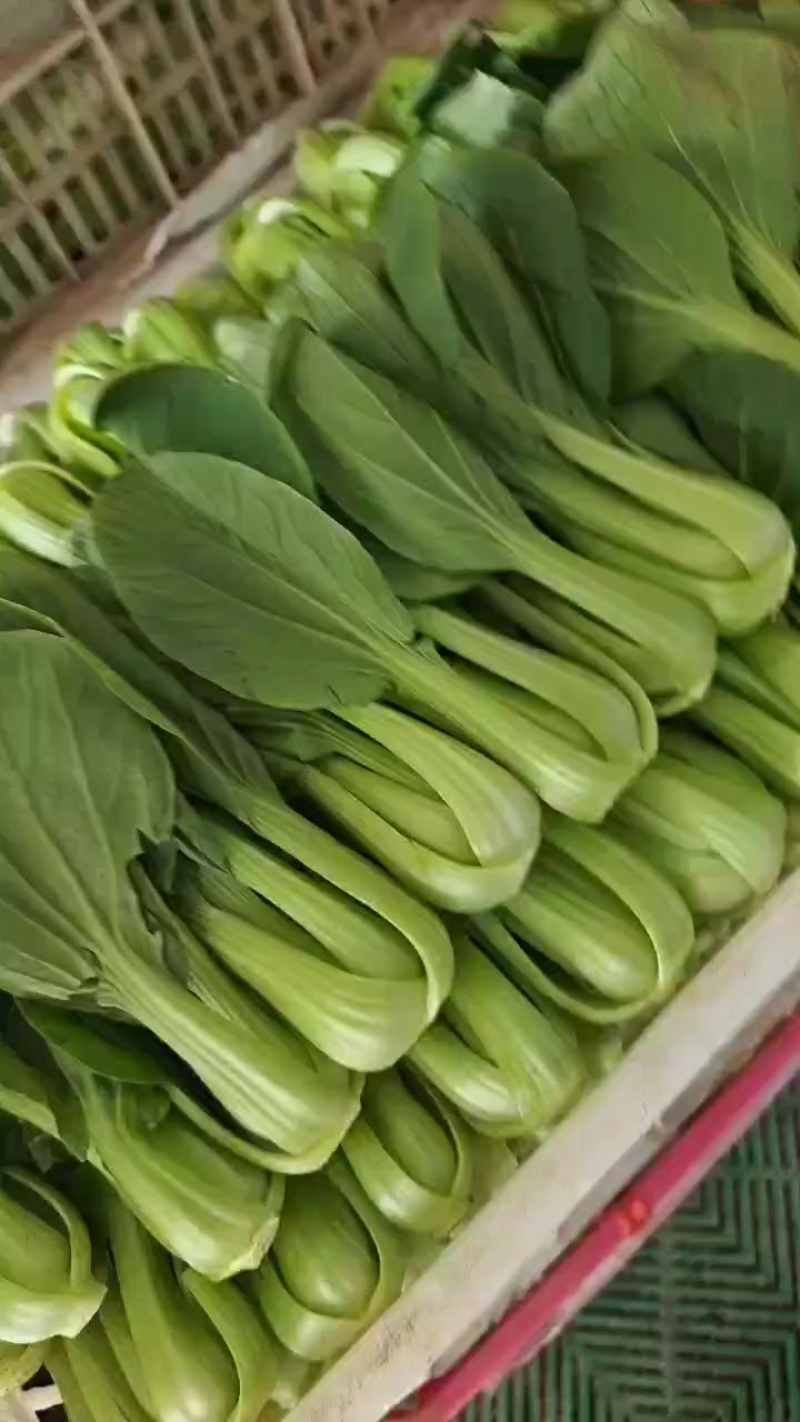 精品油菜