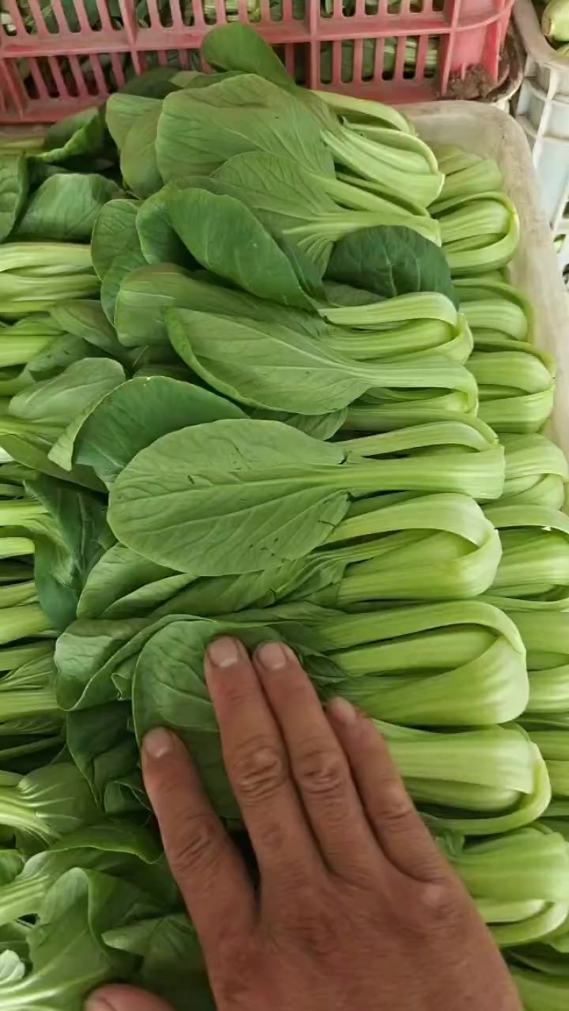 精品油菜