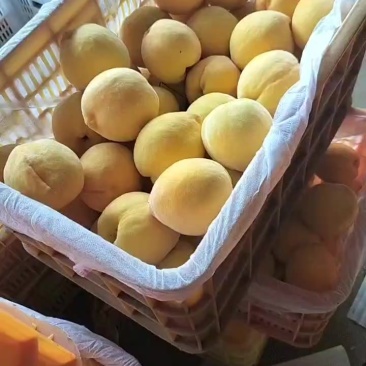 黄桃之中的贵族，中桃金怡，