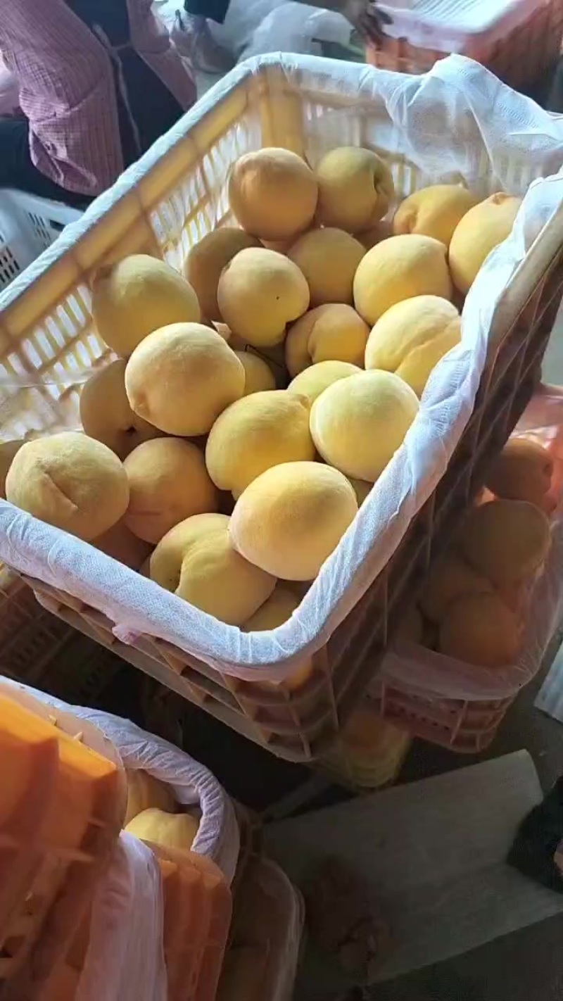 黄桃之中的贵族，中桃金怡，