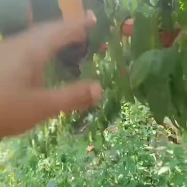 蟠桃上市。欢迎各位老板来电洽谈