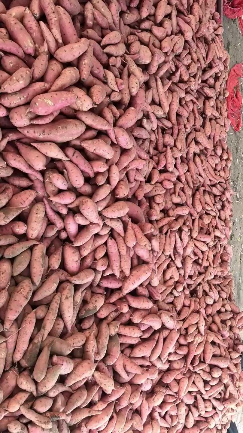 红薯地瓜大中小