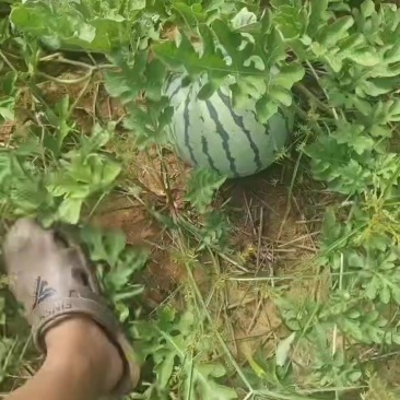 山地西瓜