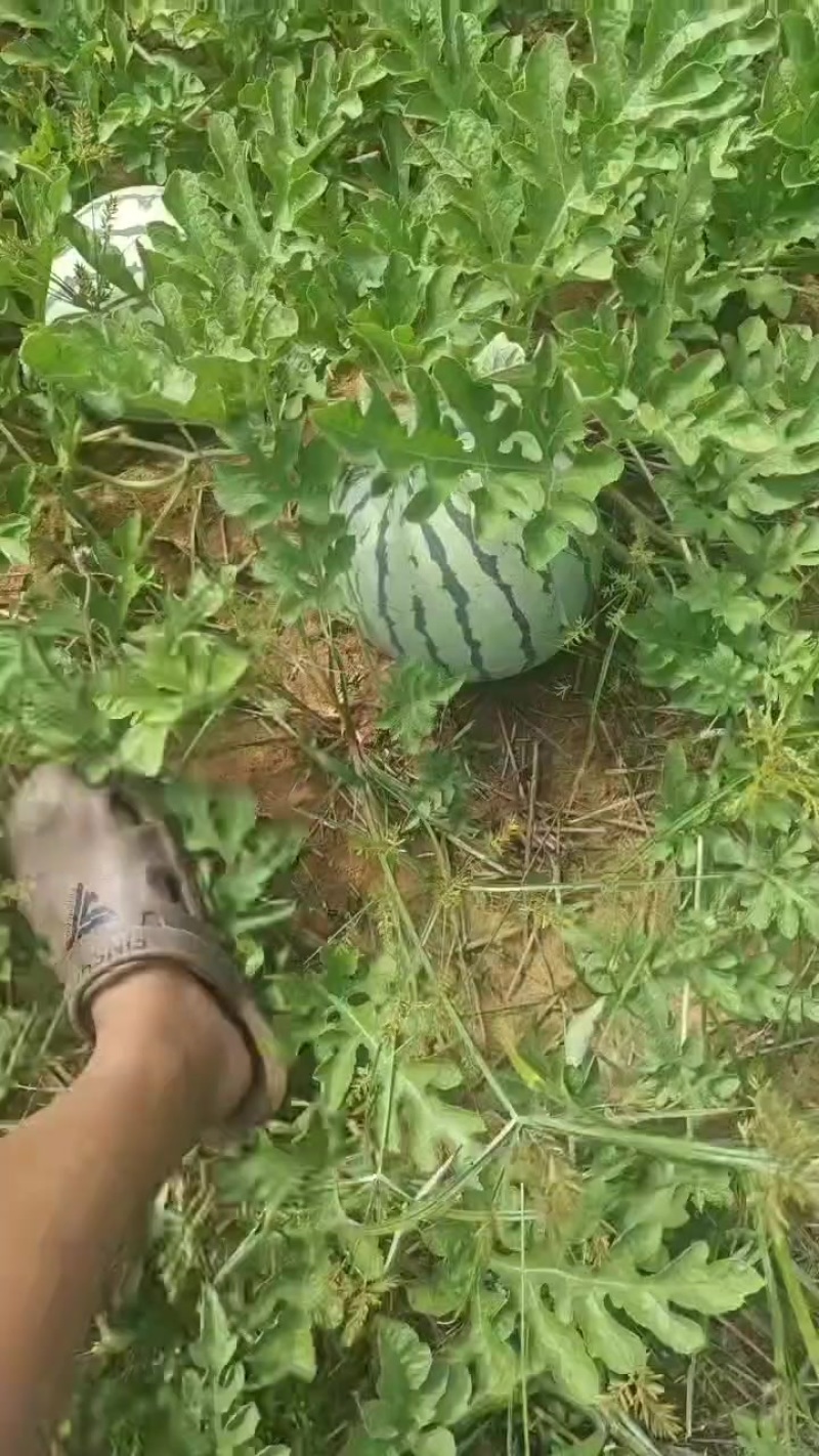 山地西瓜