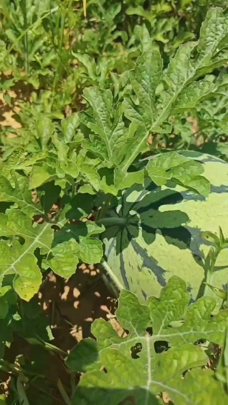 山地西瓜