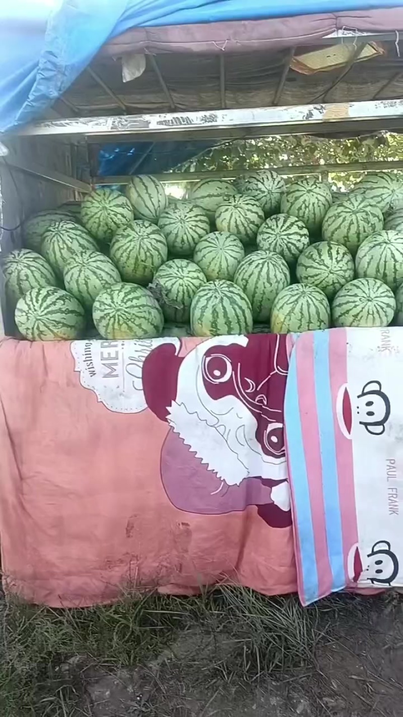 西瓜