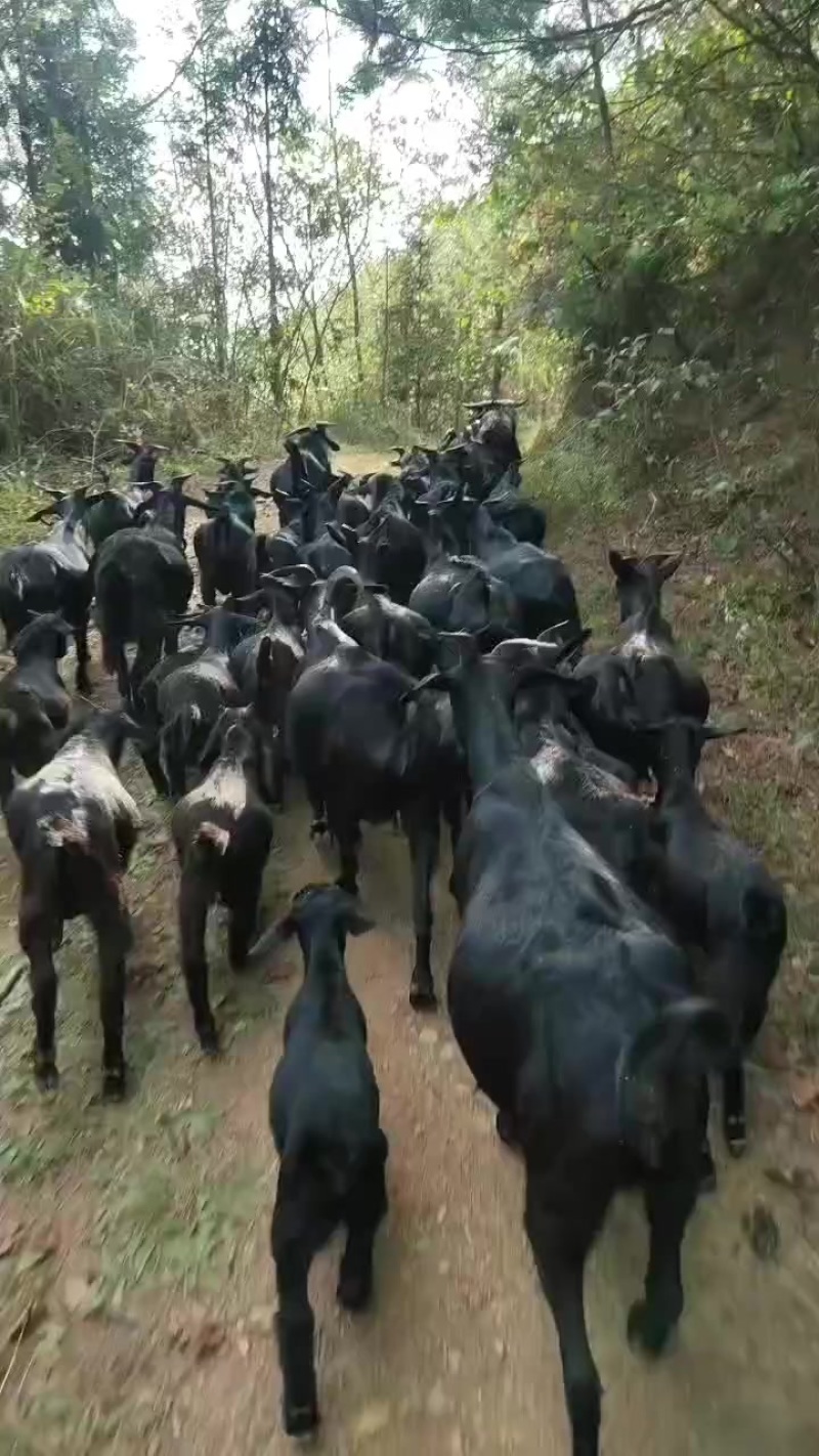 正中跑山羊